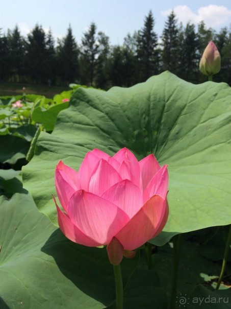 Альбом отзыва "Лотосы. Дальний Восток. Амурская область"