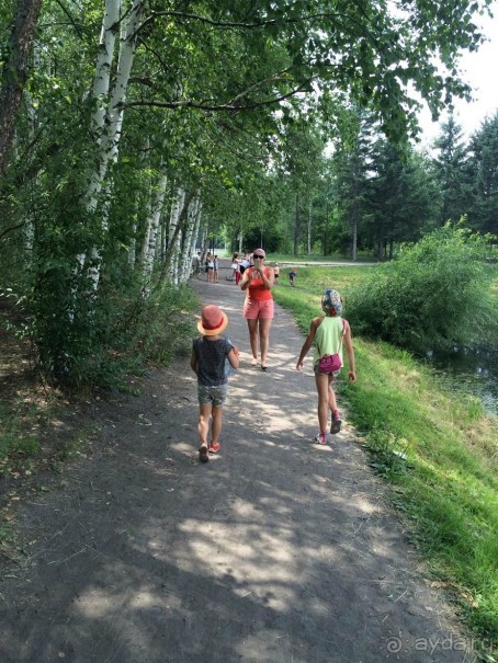 Лотосы. Дальний Восток. Амурская область