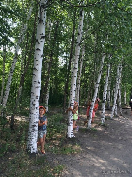 Лотосы. Дальний Восток. Амурская область