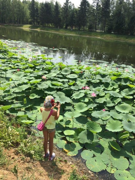Лотосы. Дальний Восток. Амурская область