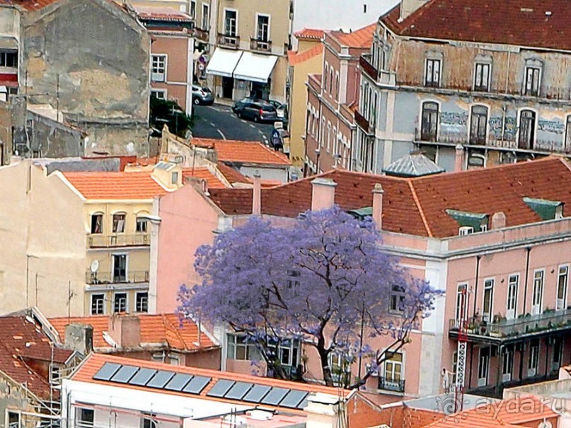 Джакаранда. Сиреневый туман