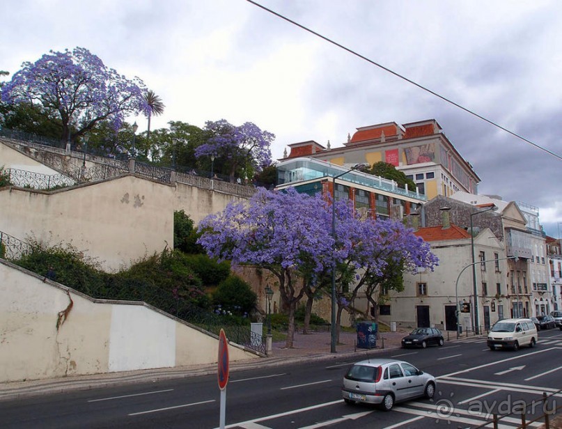 Джакаранда. Сиреневый туман