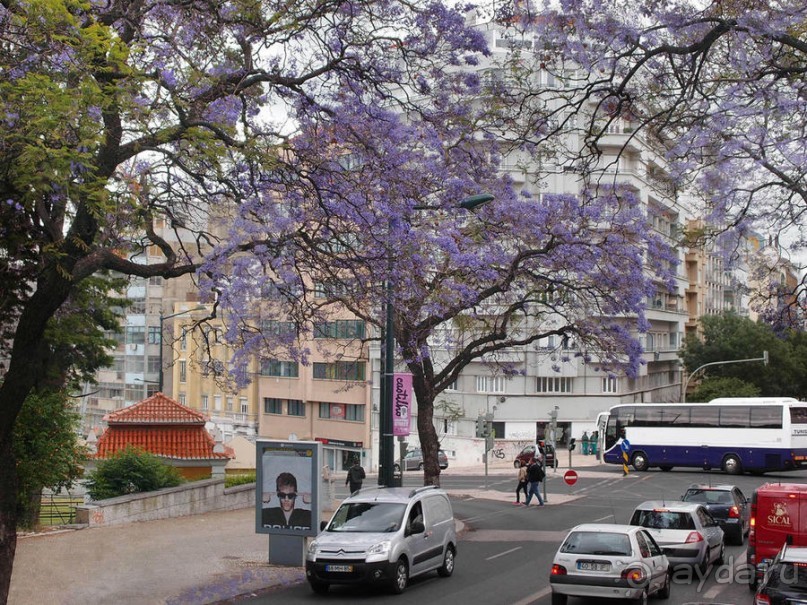 Джакаранда. Сиреневый туман