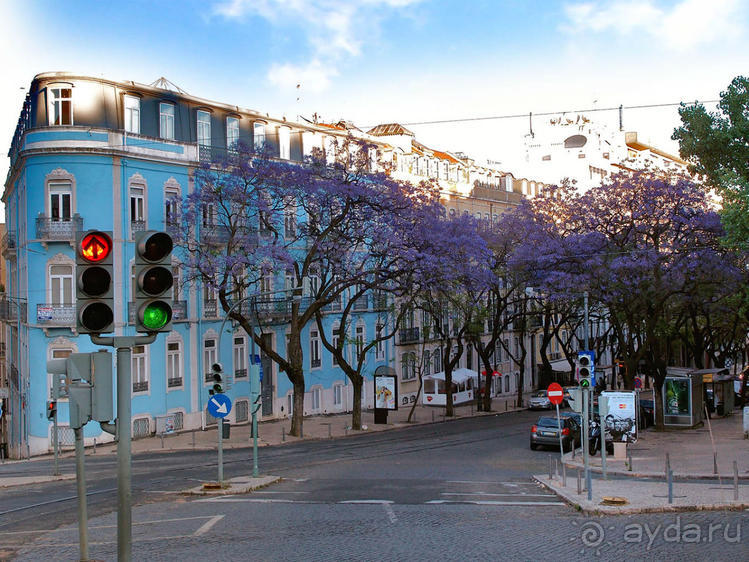 Джакаранда. Сиреневый туман