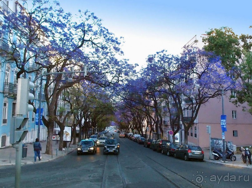 Джакаранда. Сиреневый туман