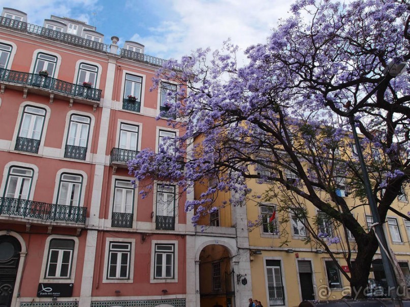 Джакаранда. Сиреневый туман