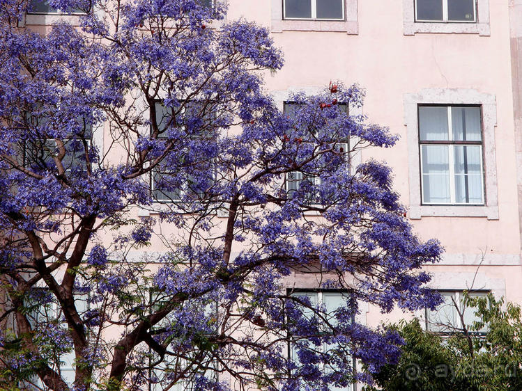 Джакаранда. Сиреневый туман