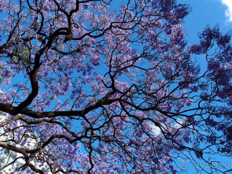 Джакаранда. Сиреневый туман