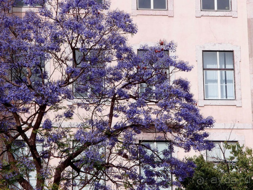 Джакаранда. Сиреневый туман