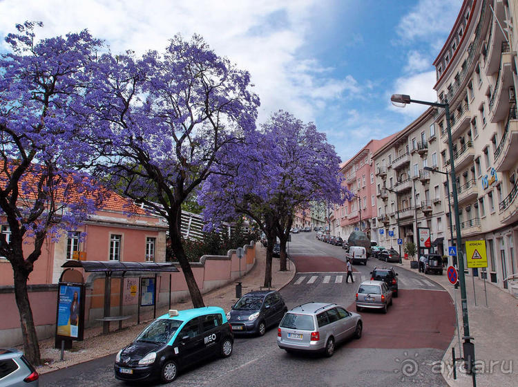 Джакаранда. Сиреневый туман