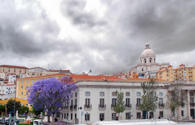 Джакаранда. Сиреневый туман