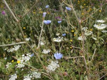 Будды Бумбарала — протест и красота