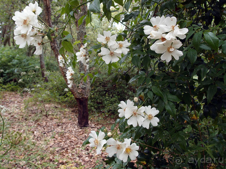 Будды Бумбарала — протест и красота