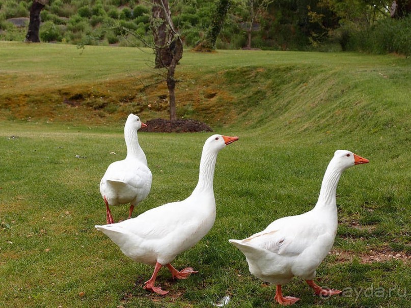 Будды Бумбарала — протест и красота