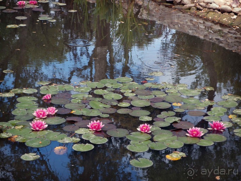 Будды Бумбарала — протест и красота