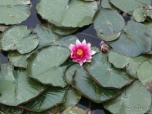 Будды Бумбарала — протест и красота