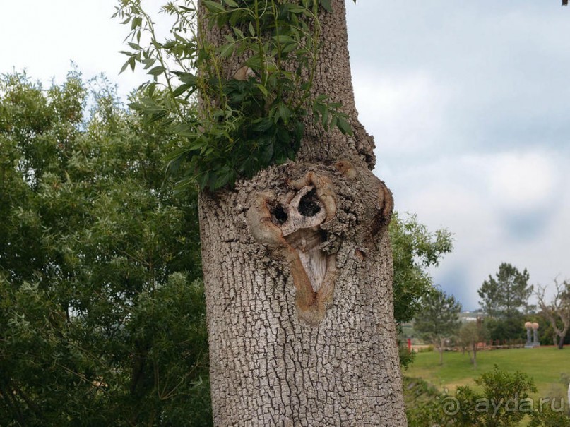 Будды Бумбарала — протест и красота