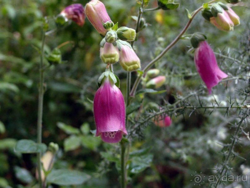 Будды Бумбарала — протест и красота