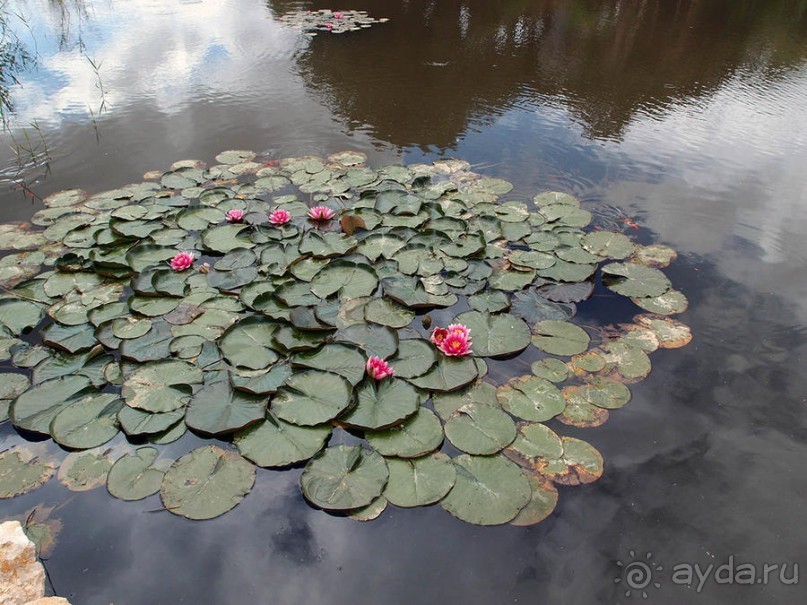 Будды Бумбарала — протест и красота