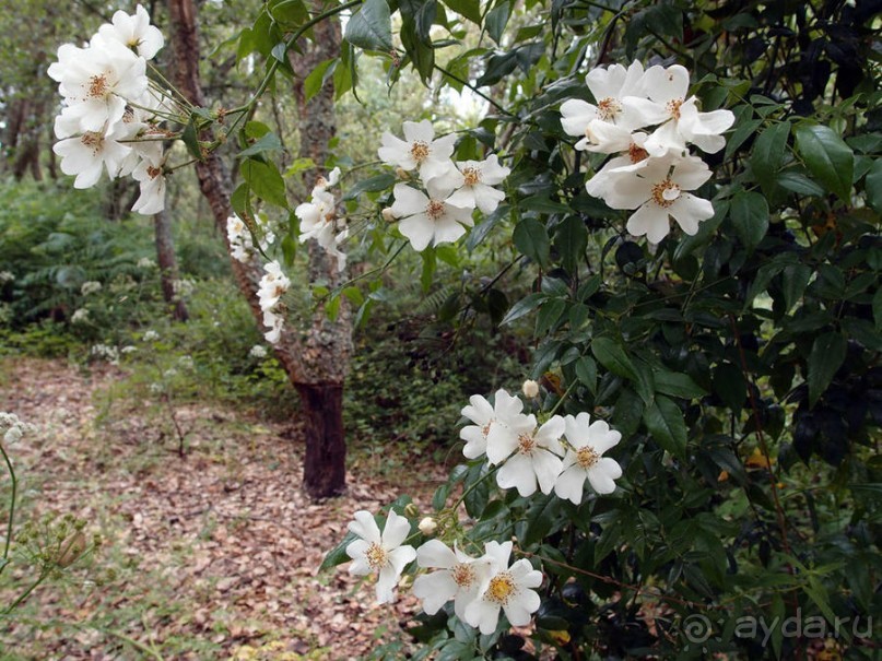 Будды Бумбарала — протест и красота