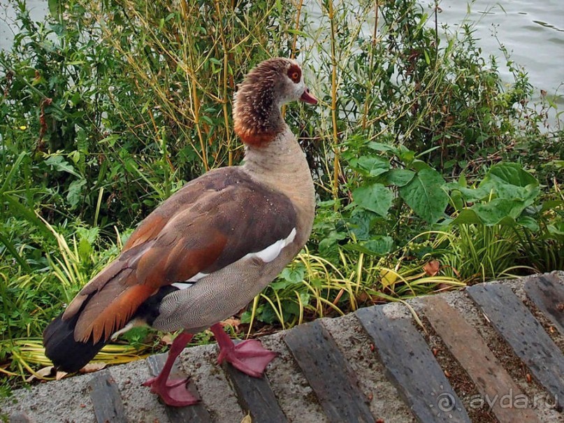 Будды Бумбарала — протест и красота