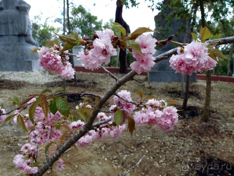 Будды Бумбарала — протест и красота