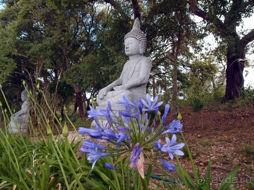 Будды Бумбарала — протест и красота