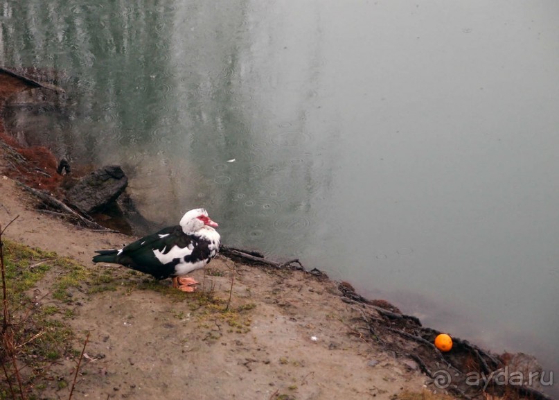 Оранжевое безумие (Ивреа)