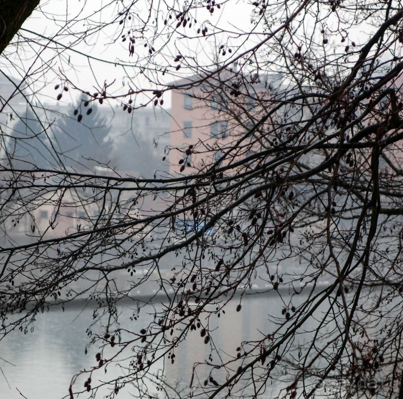 Оранжевое безумие (Ивреа)