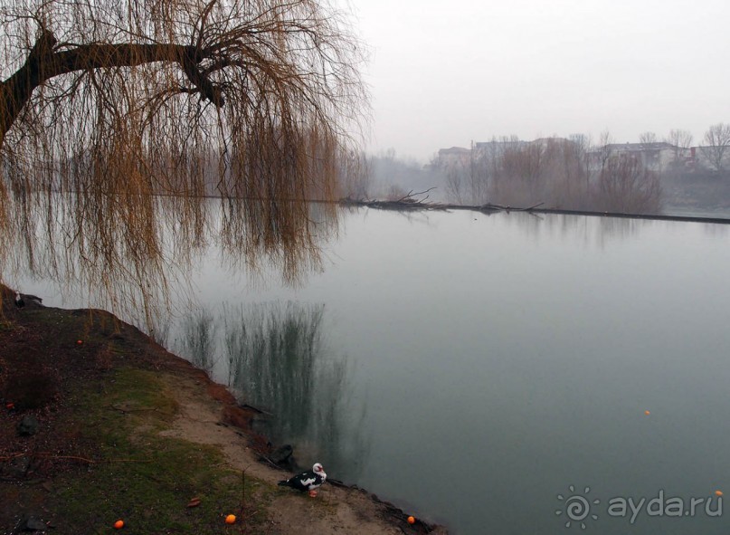 Оранжевое безумие (Ивреа)