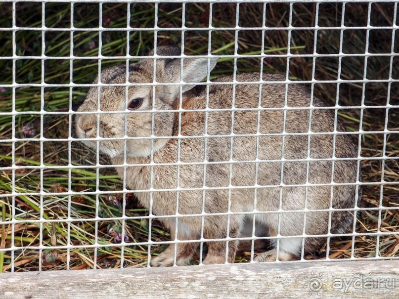 Город — кроликам, девочкам — цветы!