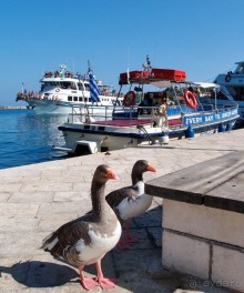 Гайос. Идиллия и флибустьеры