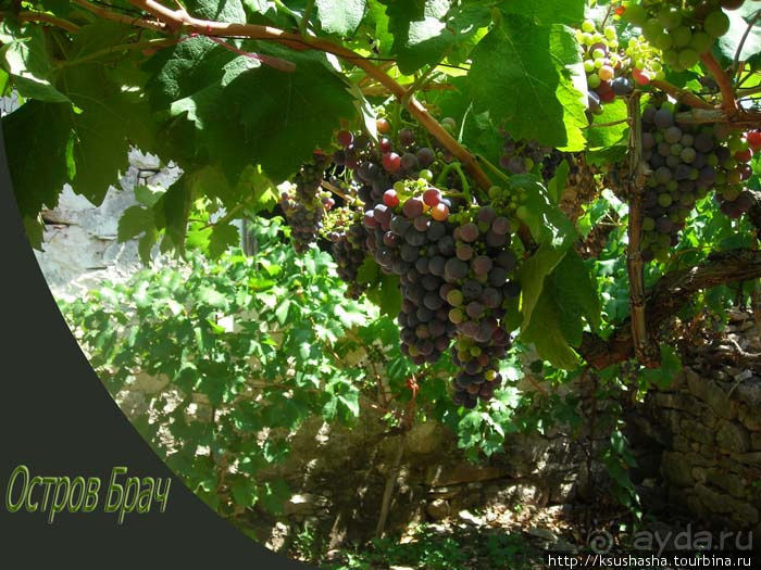 Золотой рог острова Брач