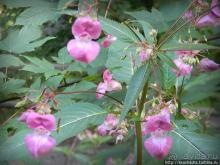 Кого же нам кормить орешками ?