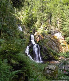 Кого же нам кормить орешками ?