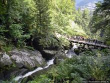 Кого же нам кормить орешками ?