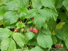 Кого же нам кормить орешками ?