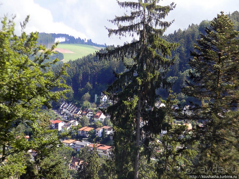 Кого же нам кормить орешками ?