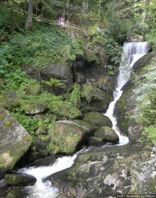 Кого же нам кормить орешками ?