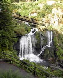 Кого же нам кормить орешками ?