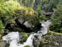 Кого же нам кормить орешками ?