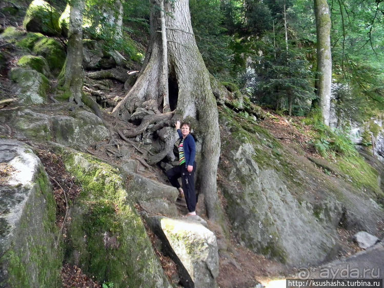 Кого же нам кормить орешками ?