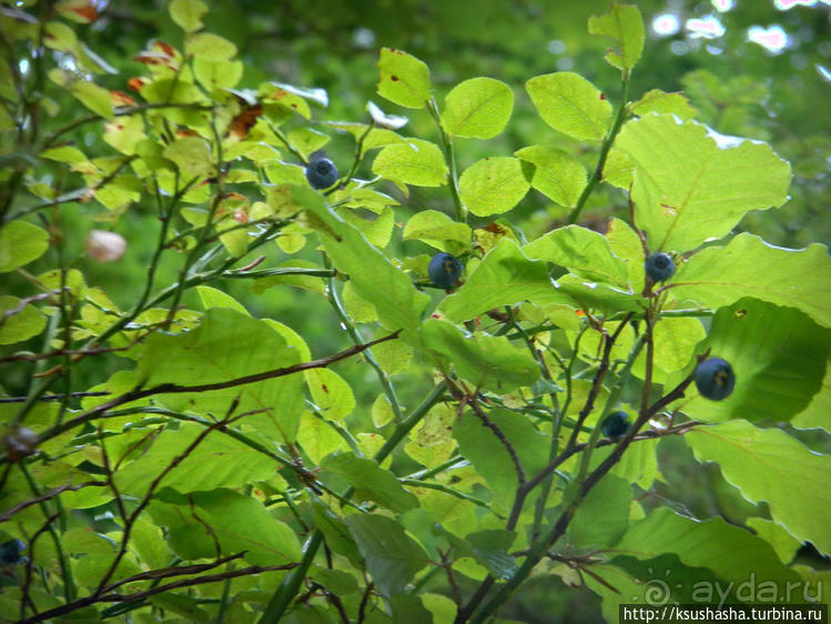 Кого же нам кормить орешками ?