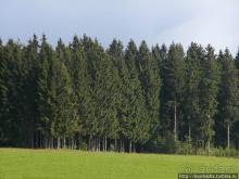 Кого же нам кормить орешками ?