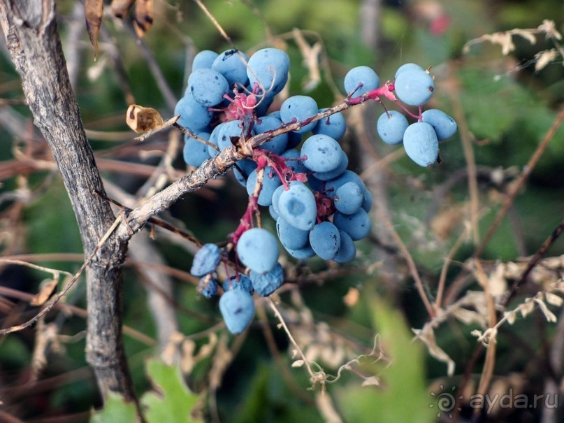 Самуилова твердина