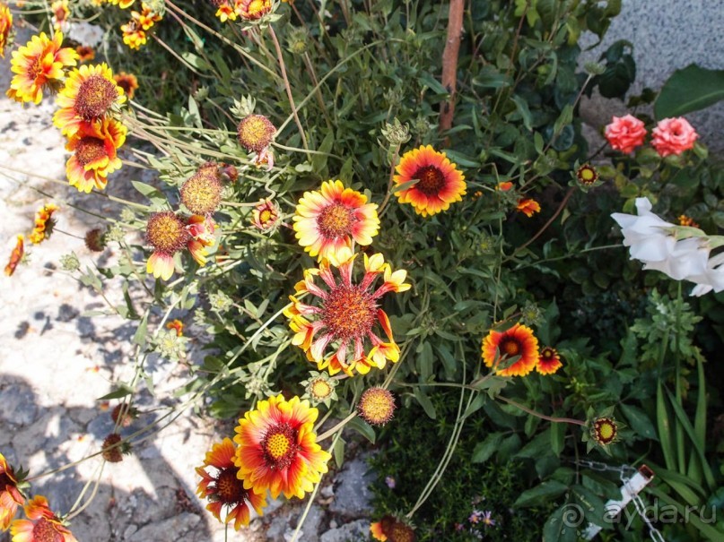 Самуилова твердина