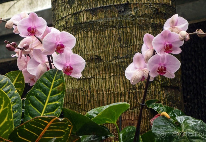 Воплощённая Утопия