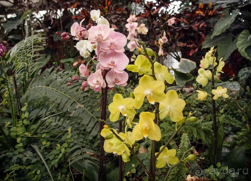 Воплощённая Утопия