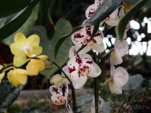 Воплощённая Утопия