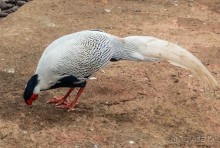 Воплощённая Утопия